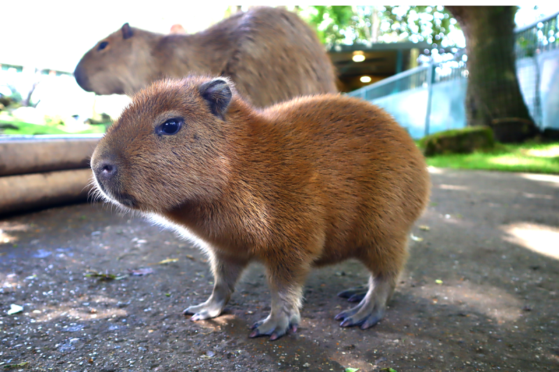Close-up of baby capybara.