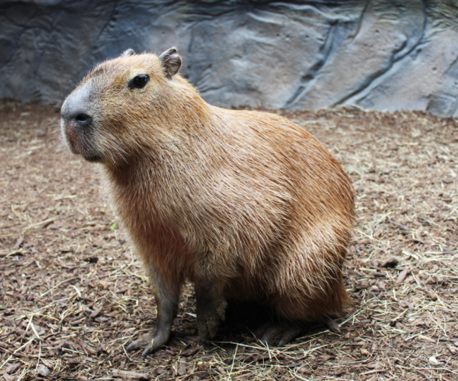 Capybara